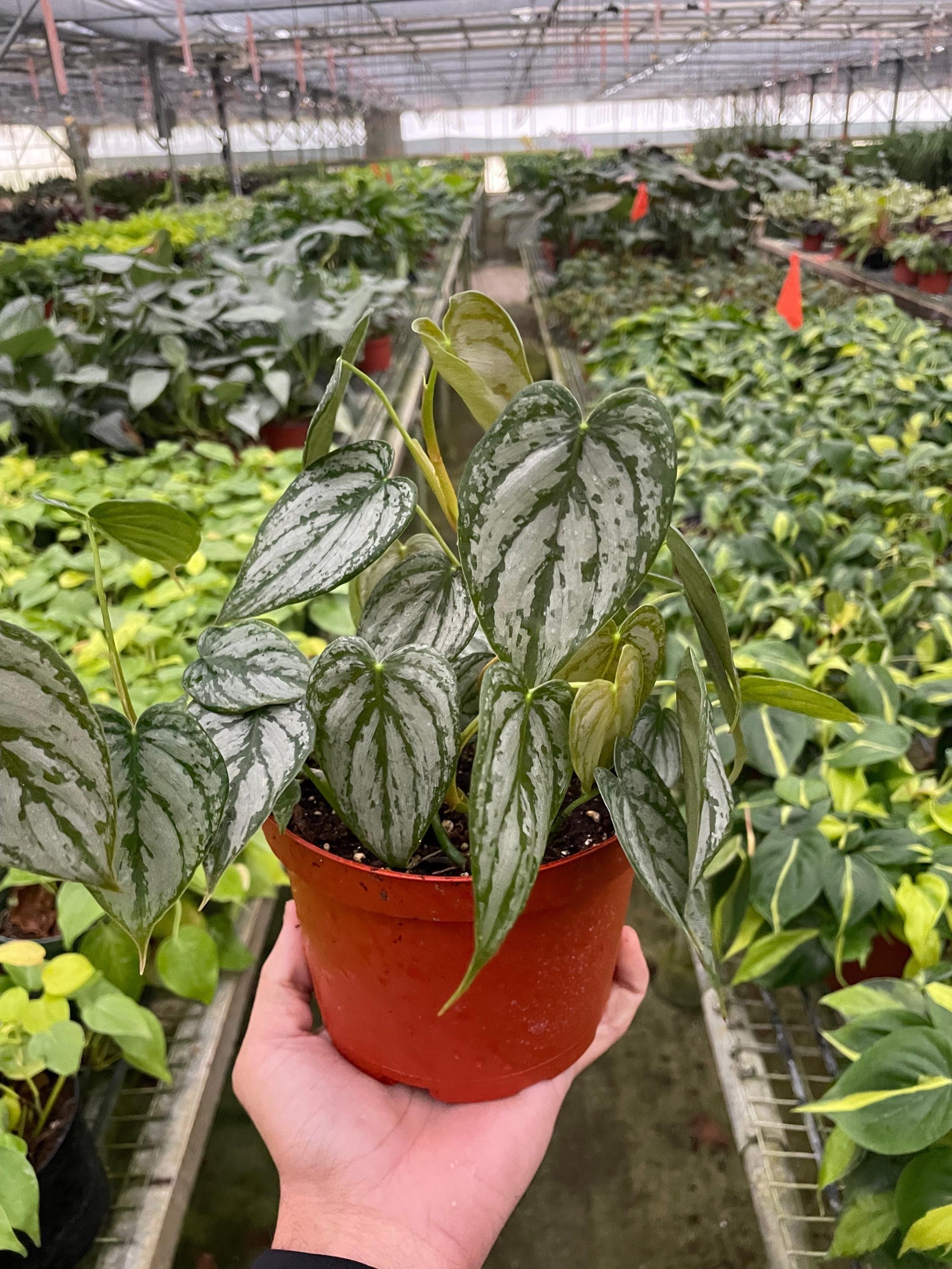 Philodendron 'Brandtianum' Indoor Plants 4" Pot Austin Jungle Co.