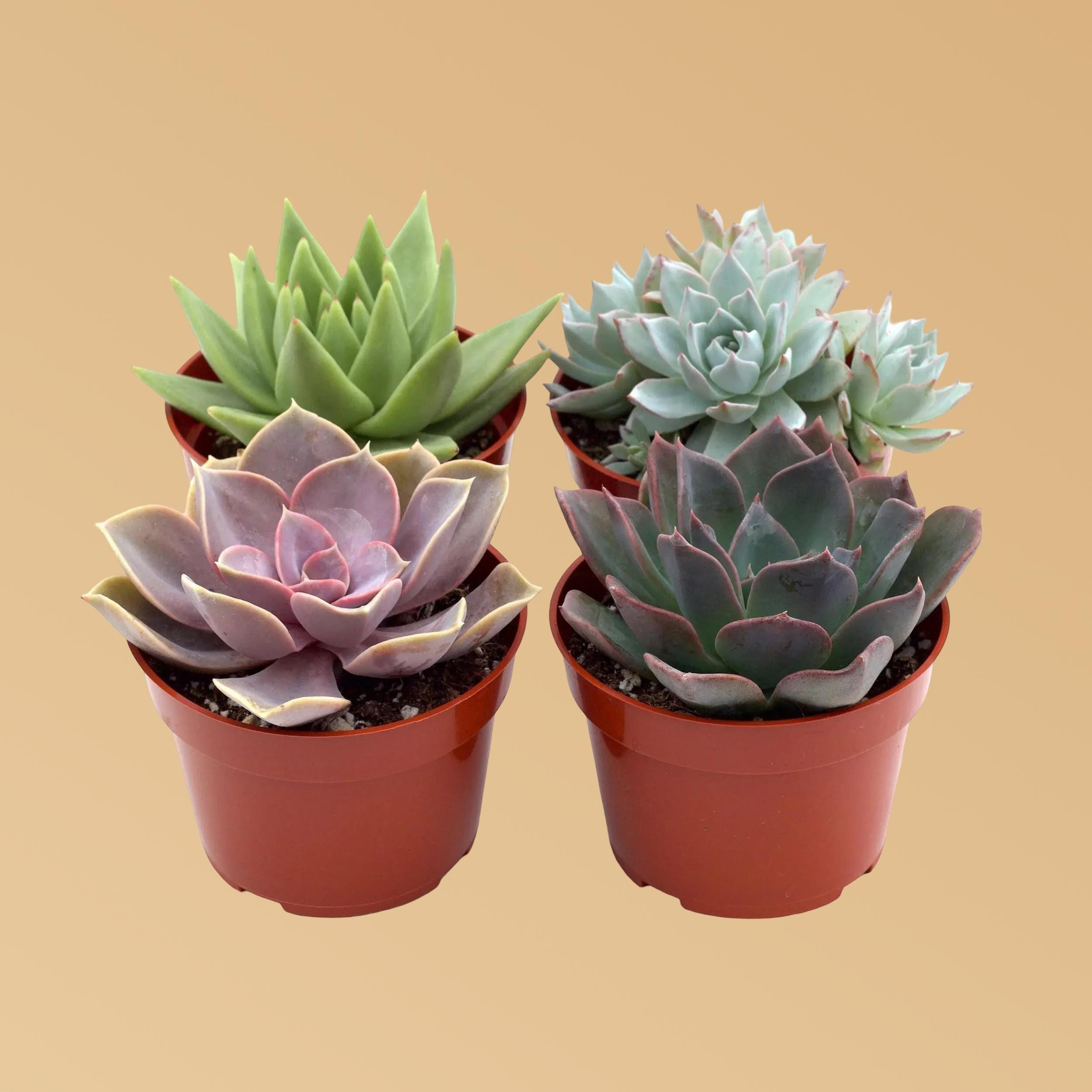 Rosette Succulent Variety Packs 4 Pack Austin Jungle Co.