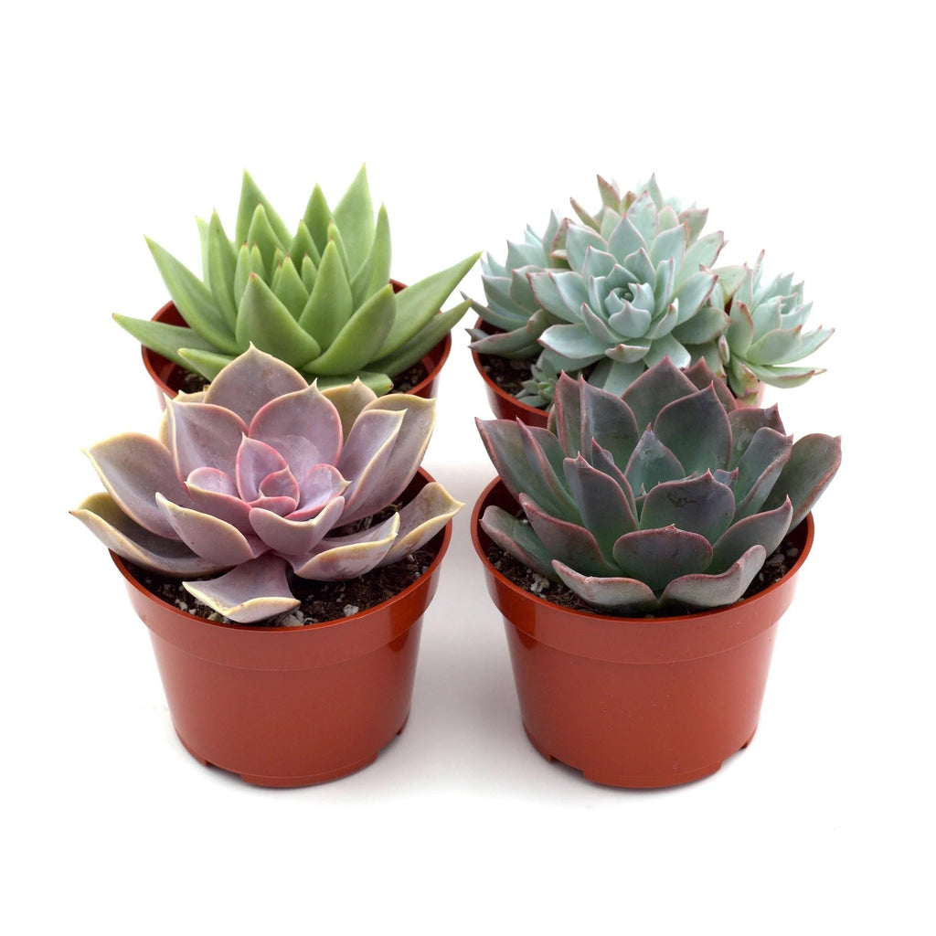 Rosette Succulent Variety Packs 4 Pack Austin Jungle Co.