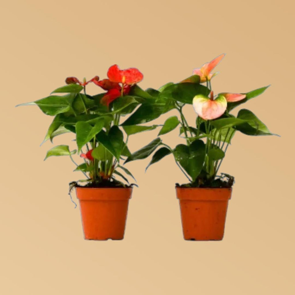 2 Anthurium Variety Pack - 4" Pots 4" Plant (2pk/$3.5) ($10 Ship/31oz) 4" Pot Austin Jungle Co.