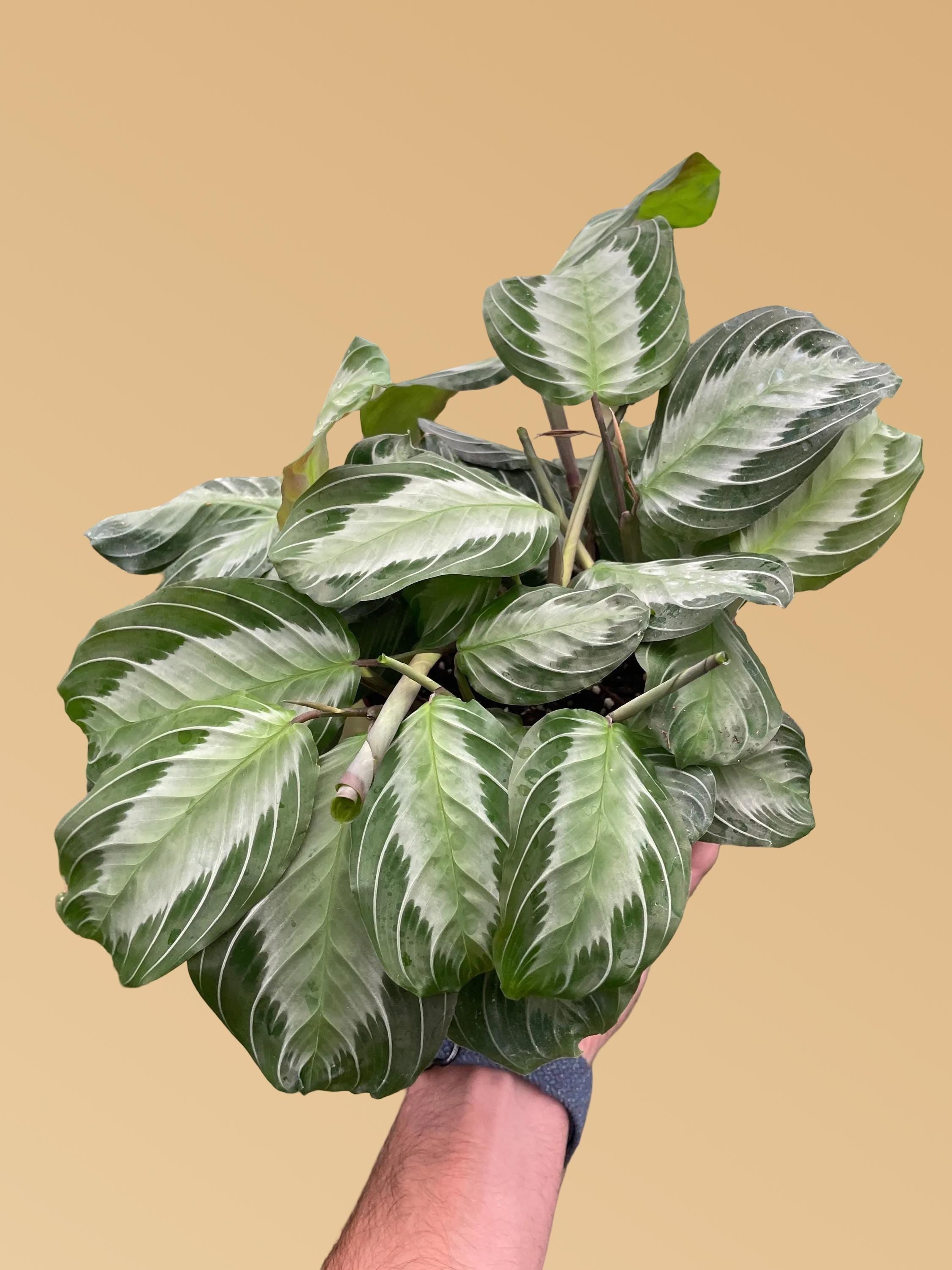 Maranta 'Silver Band' Default 4" Pot Austin Jungle Co.