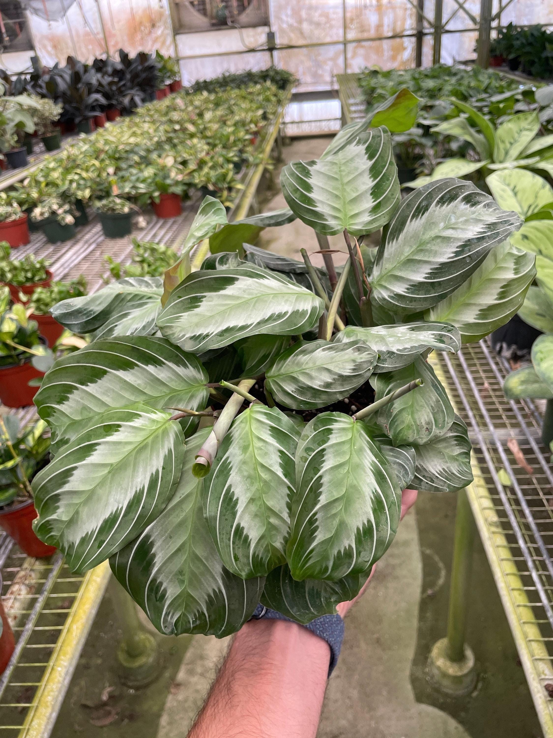 Maranta 'Silver Band' Default 4" Pot Austin Jungle Co.