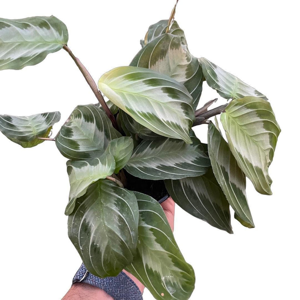 Maranta 'Silver Band' Default 4" Pot Austin Jungle Co.