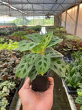 Maranta 'Leuconeura' 4" Plant (1pk/$2) ($6 Ship/15oz) 3" Pot Austin Jungle Co.