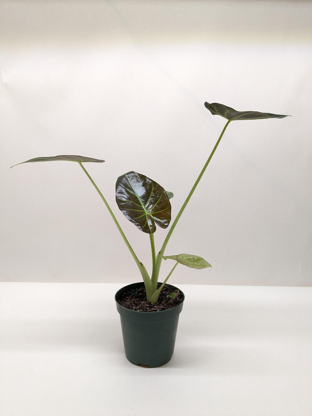 Alocasia 'Regal Shields' 4" Pot Austin Jungle Co.