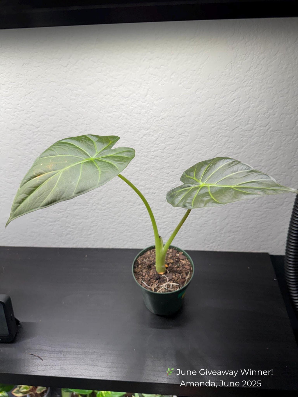 Alocasia 'Regal Shields' 4" Pot Austin Jungle Co.