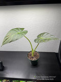 Alocasia 'Regal Shields' 4" Pot Austin Jungle Co.