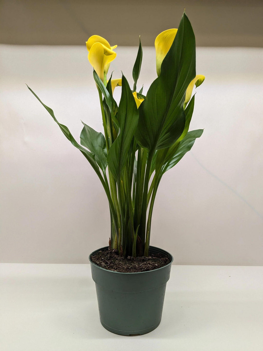 Calla Lily 6" Plant (2pk/$4.5) ($15 Ship/63oz) 4" Pot / Pink Austin Jungle Co.