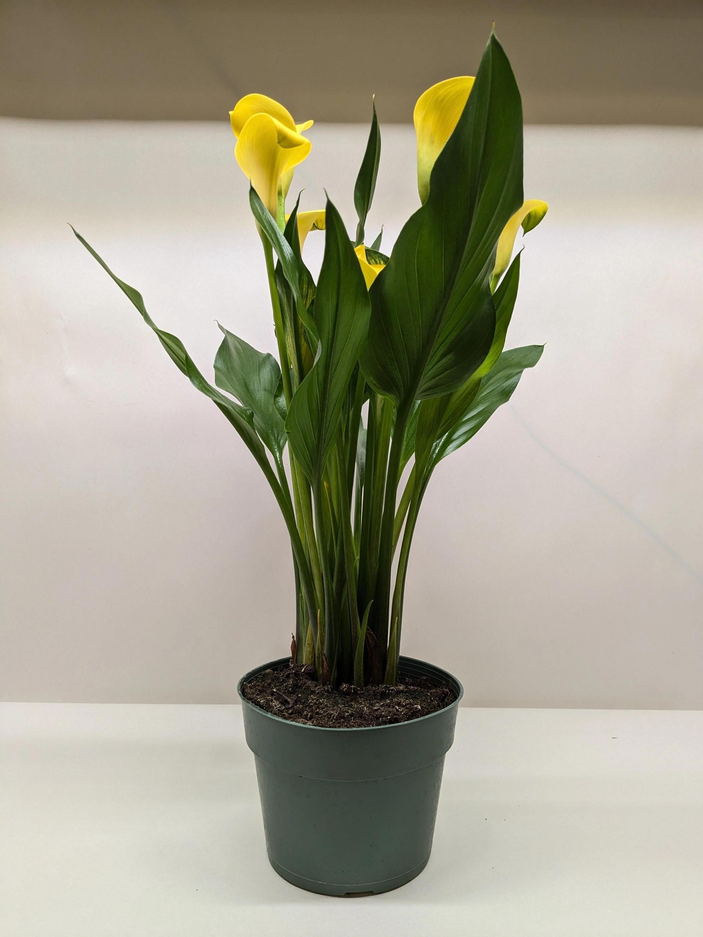 Calla Lily 6" Plant (2pk/$4.5) ($15 Ship/63oz) 4" Pot / Pink Austin Jungle Co.