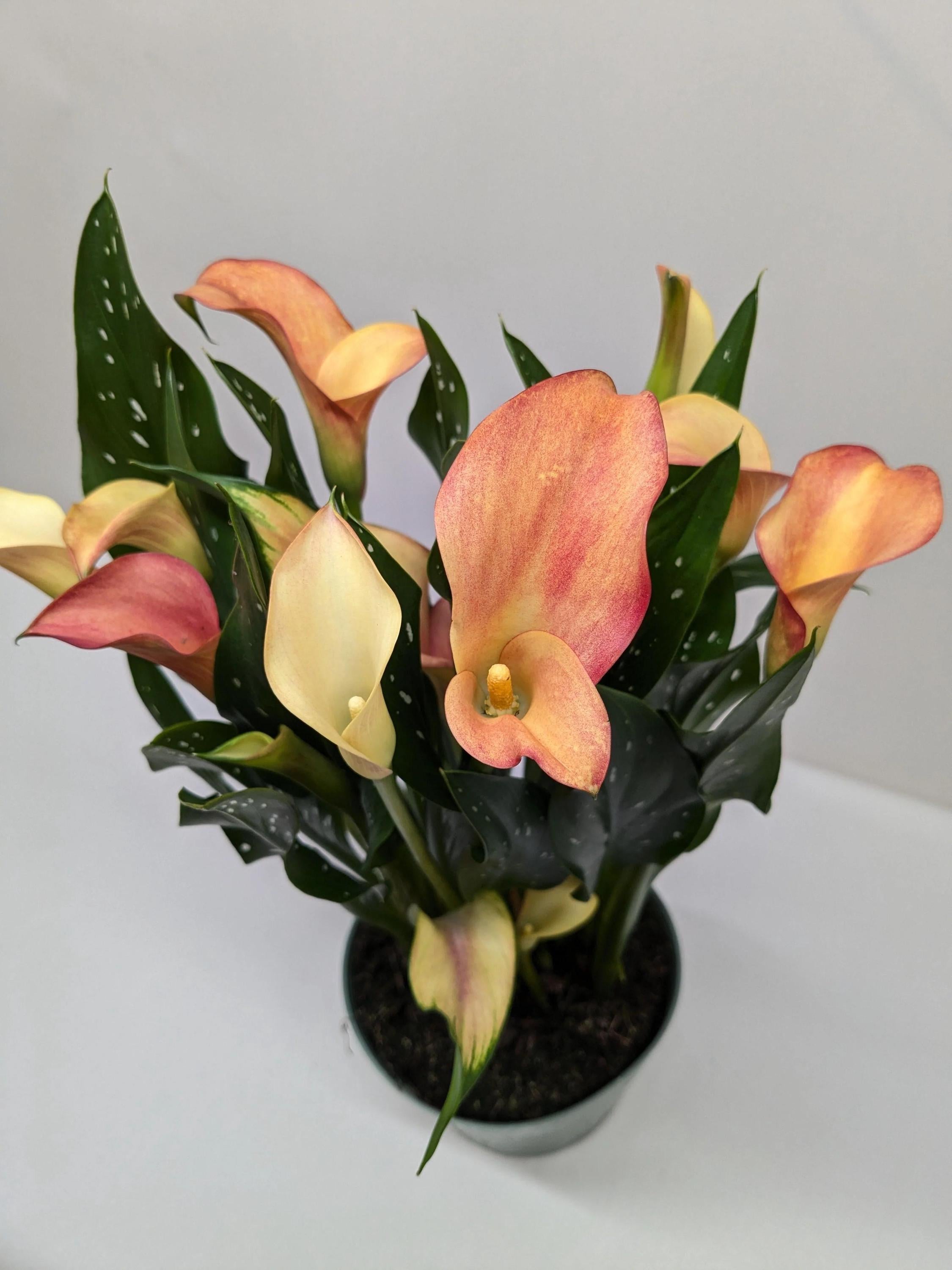 Calla Lily 6" Plant (2pk/$4.5) ($15 Ship/63oz) 4" Pot / Pink Austin Jungle Co.