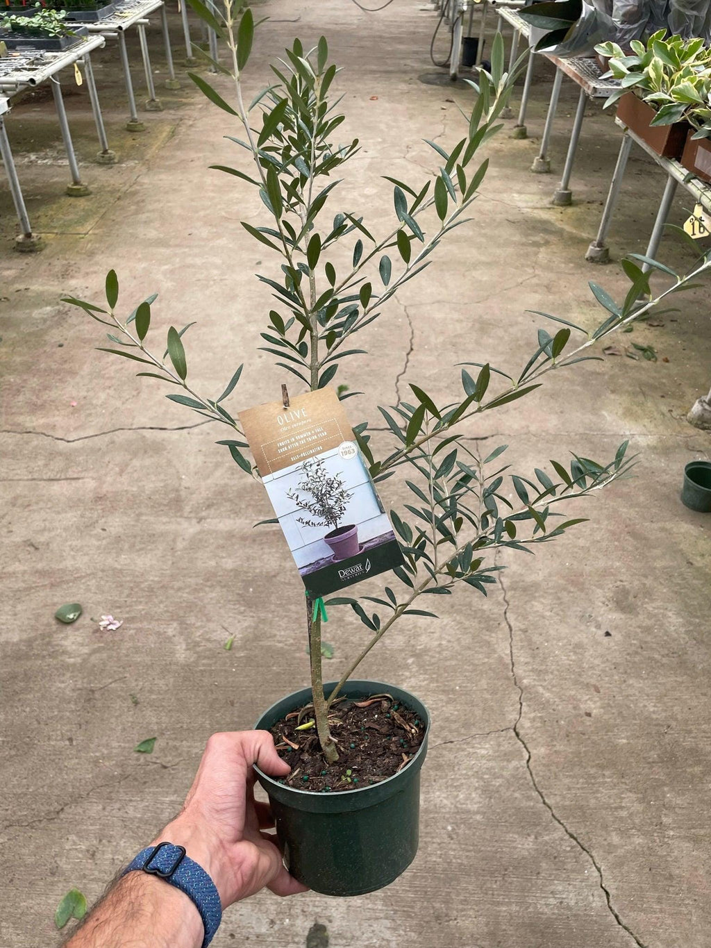 Common Olive Tree (Olea europaea) Indoor Plants 6" Pot Austin Jungle Co.