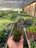 Alocasia Polly 'African Mask' Indoor Plants 2" Pot Austin Jungle Co.