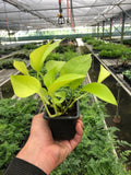 Pothos 'Neon' Indoor Plants 3" Pot / Nursery Austin Jungle Co.