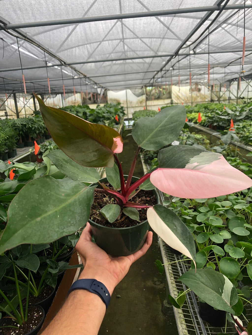 Philodendron 'Pink Princess' Indoor Plants 4" Pot / Nursery Pot Austin Jungle Co.