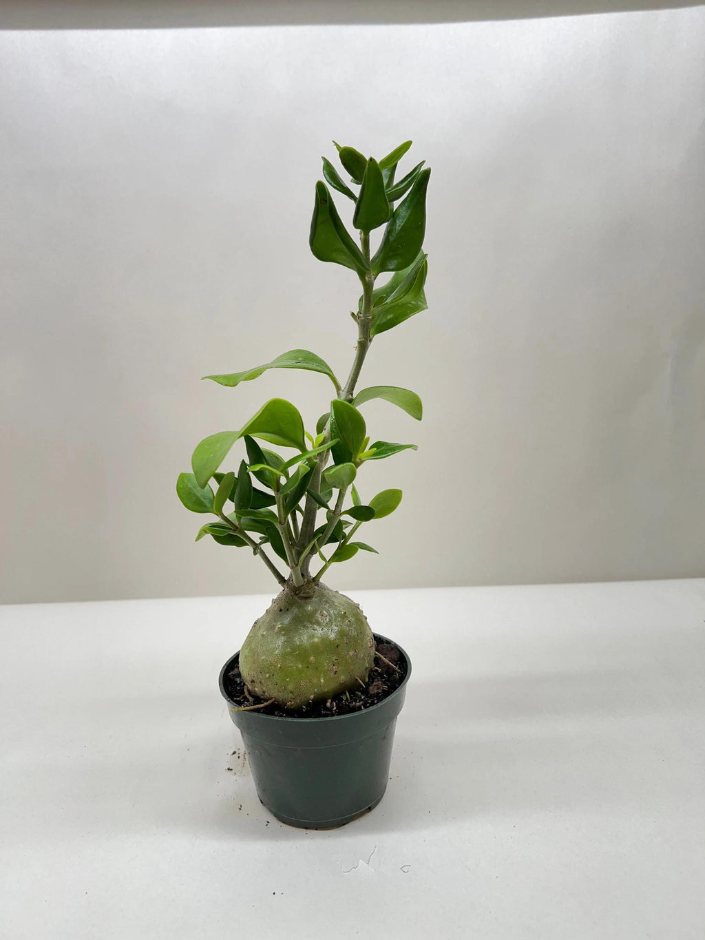 Ant Plant 4" Pot Austin Jungle Co.
