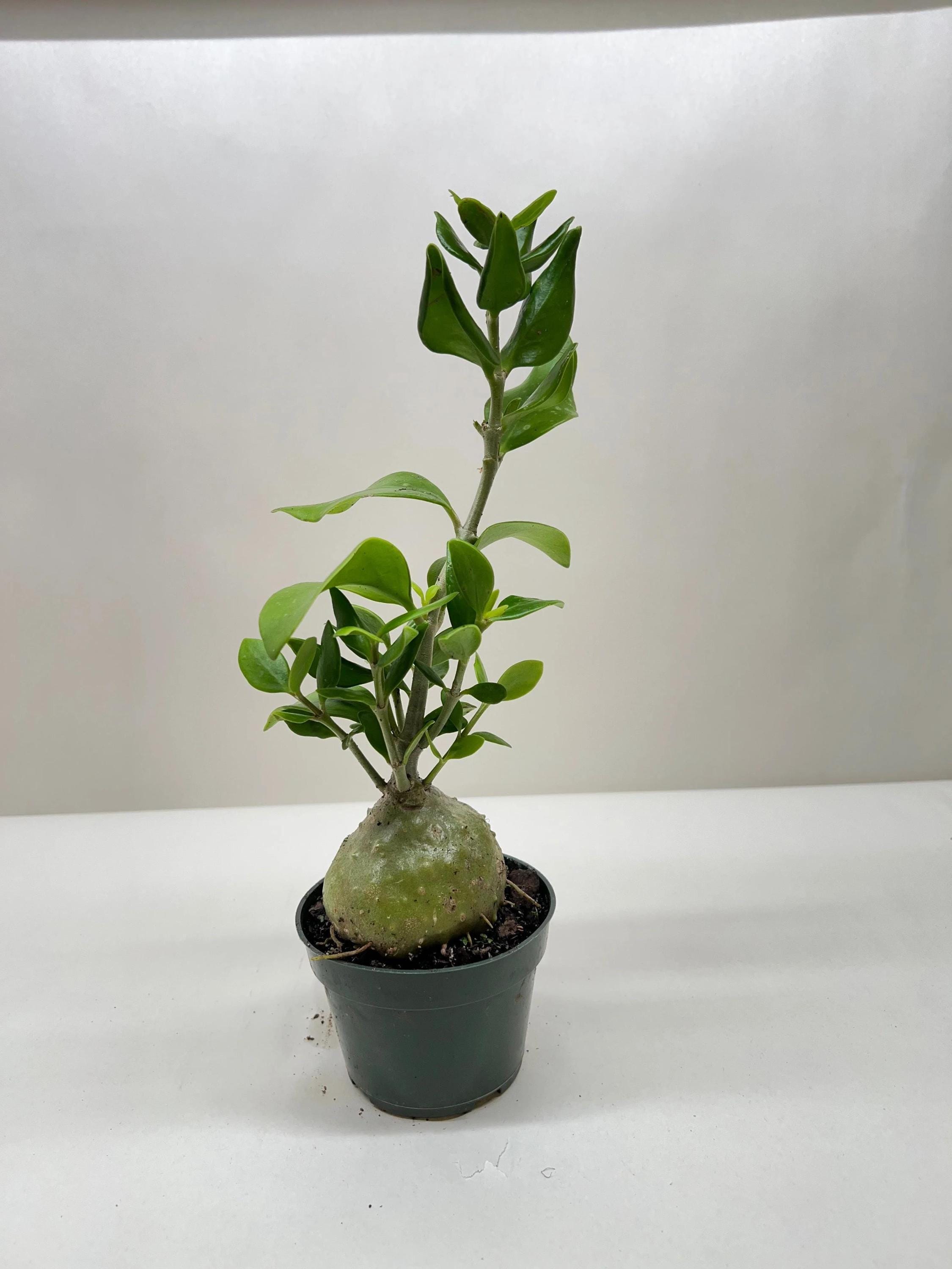 Ant Plant 4" Pot Austin Jungle Co.
