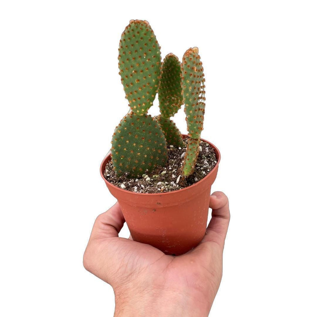 Opuntia 'Microdasys' (Bunny Ear Cactus) 4" Pot Austin Jungle Co.