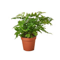 'Autumn' Fern Indoor Plants 4" Pot Austin Jungle Co.