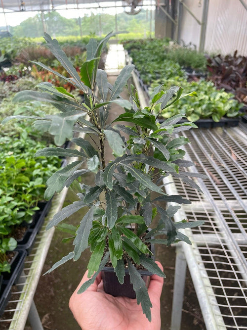 Aralia 'Green' Default 3" Pot Austin Jungle Co.