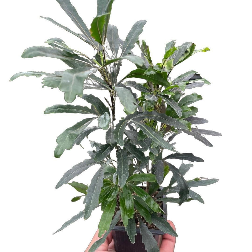Aralia 'Green' Default 3" Pot Austin Jungle Co.