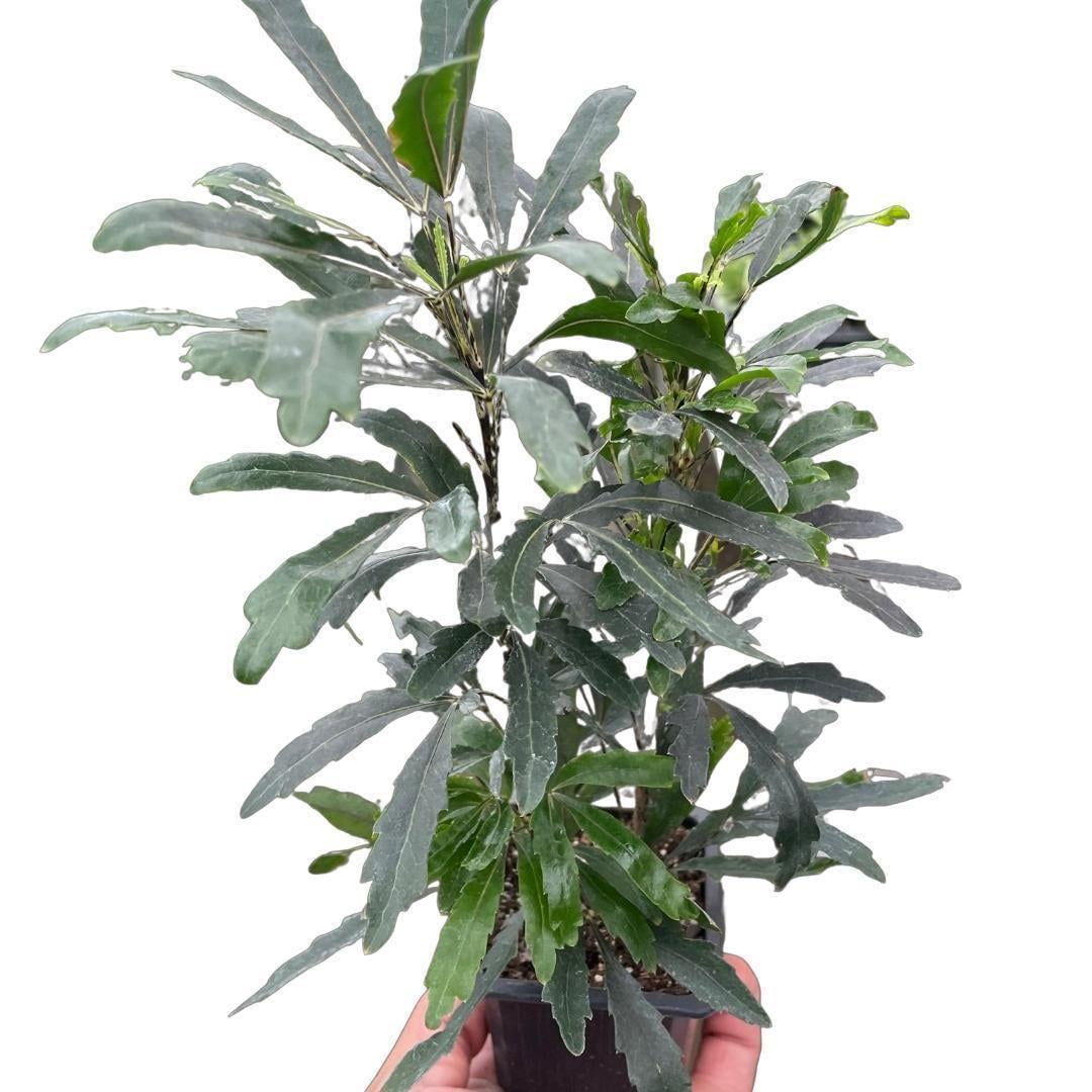 Aralia 'Green' Default 3" Pot Austin Jungle Co.