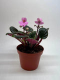 African Violet 'Pink' 4" Plant (1pk/$2) ($6 Ship/15oz) 4" Pot Austin Jungle Co.