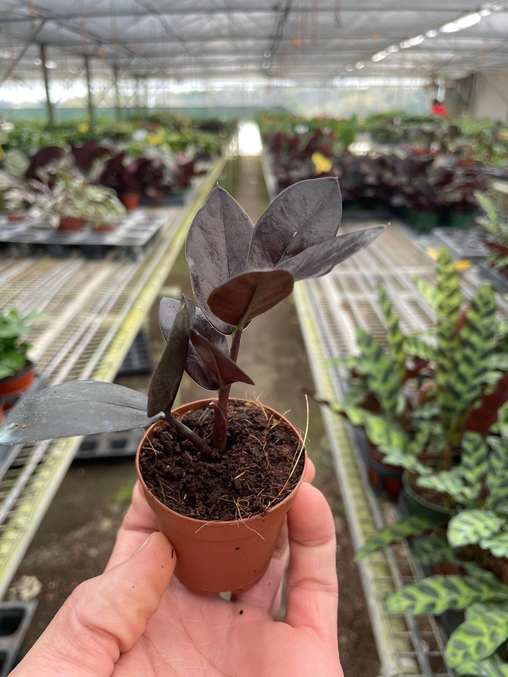 ZZ Zamioculcas 'Black Queen' Indoor Plants Nursery Pot / 2" Pot Austin Jungle Co.