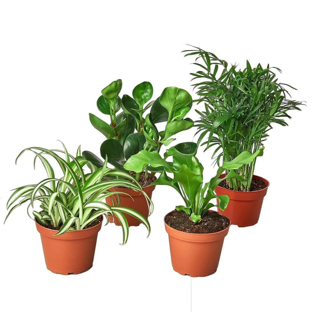 Pet Friendly Variety Bundle 6" Plant 3" Austin Jungle Co.