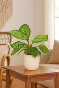 Homalomena 'Selby' 4" Pot Austin Jungle Co.