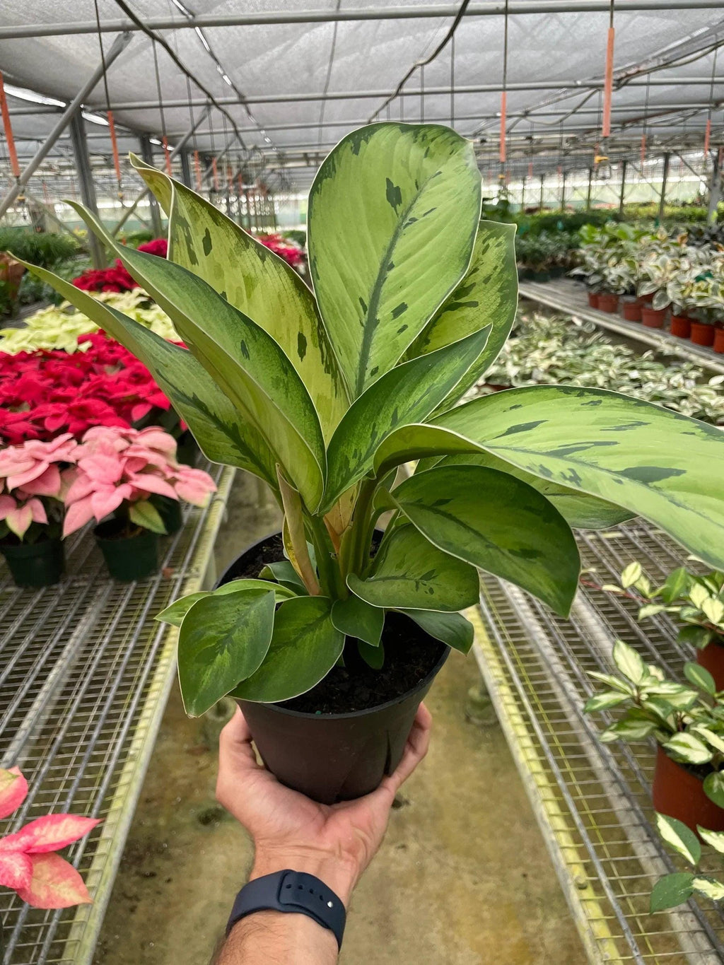 Homalomena 'Selby' 4" Pot Austin Jungle Co.