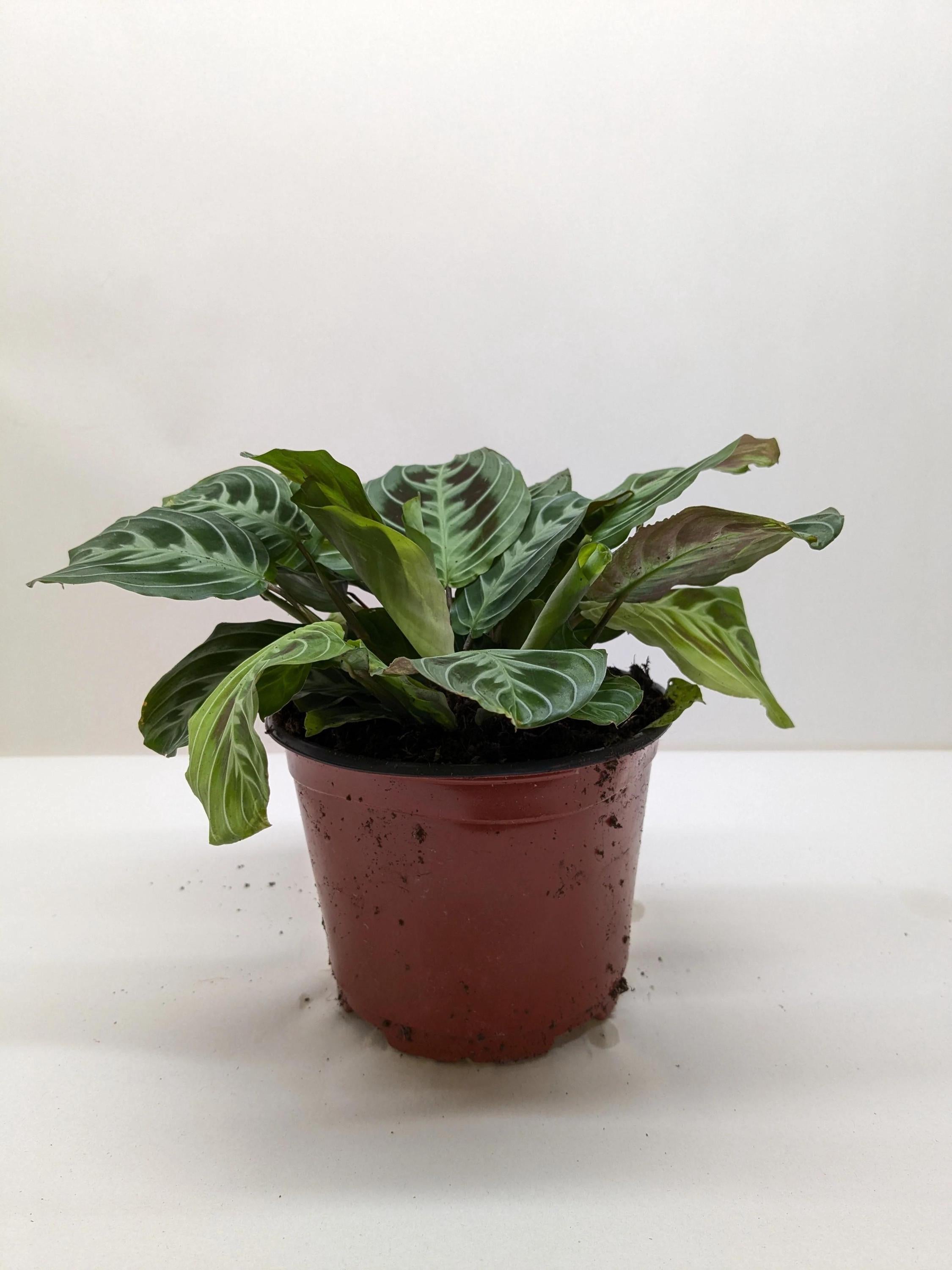 Maranta Black Default 6" Pot Austin Jungle Co.