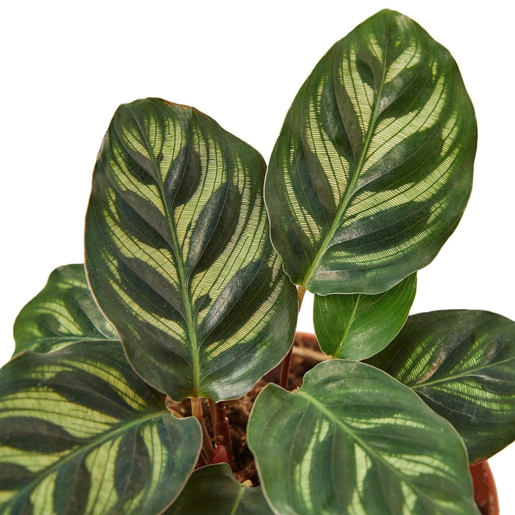 Calathea 'Makoyana' 4" Plant 2" Pot Austin Jungle Co.