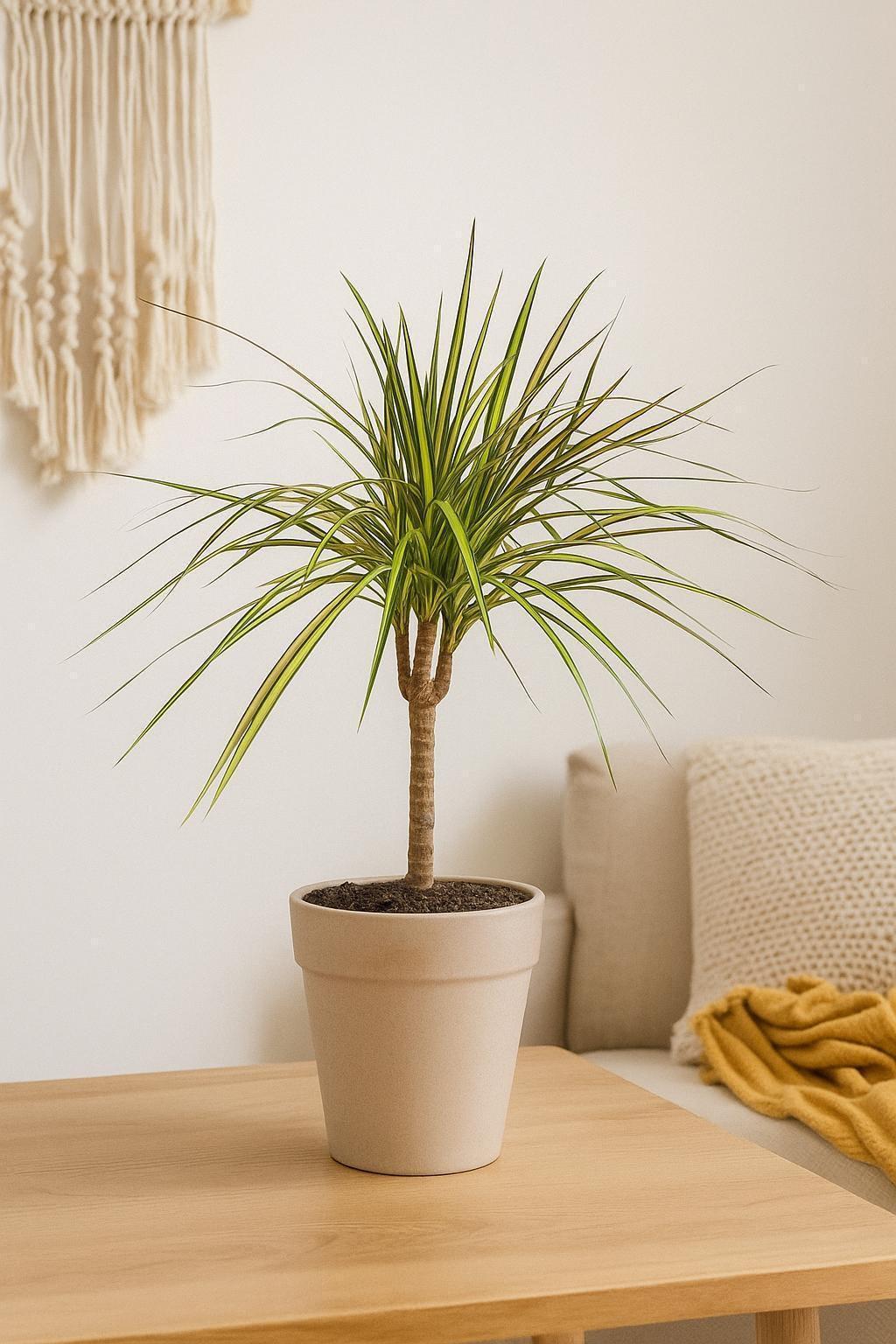 Dracaena Marginata 'Sunshine' Default 4" Pot Austin Jungle Co.
