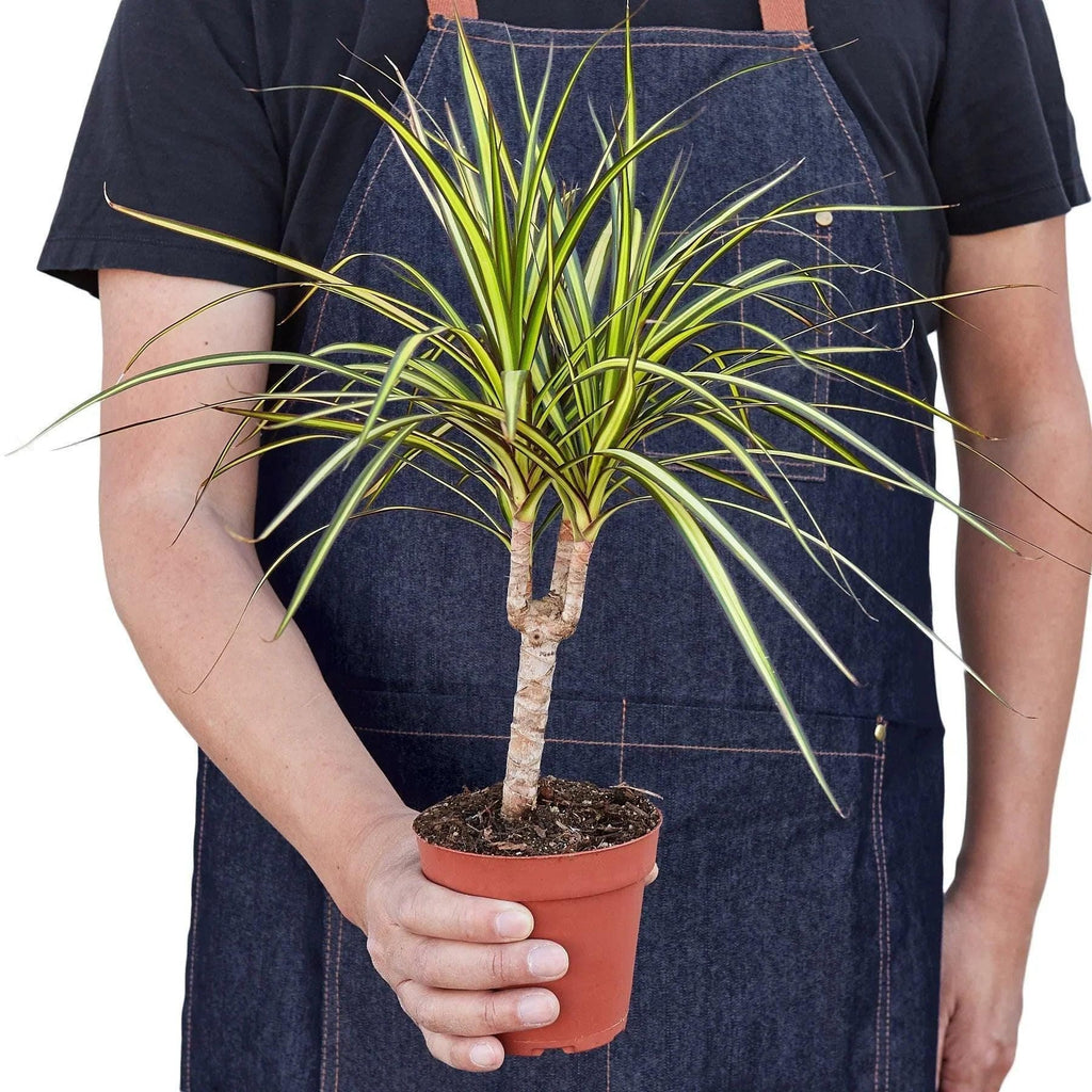 Dracaena Marginata 'Sunshine' Default 4" Pot Austin Jungle Co.