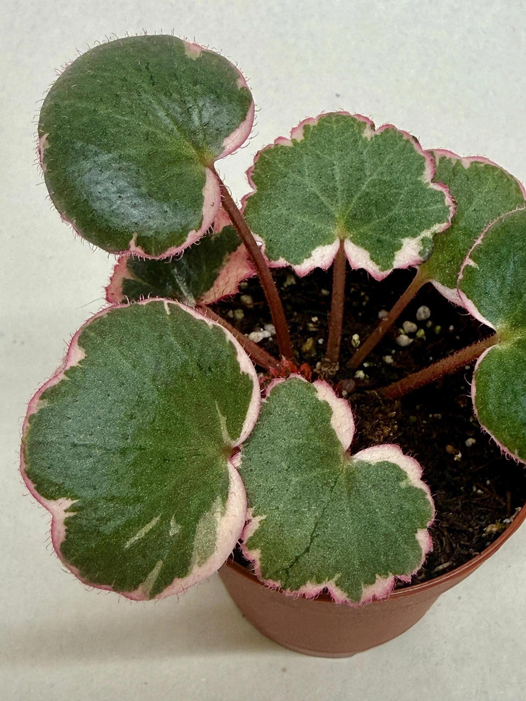 Saxifraga Tricolor Succulent 3" Pot Austin Jungle Co.