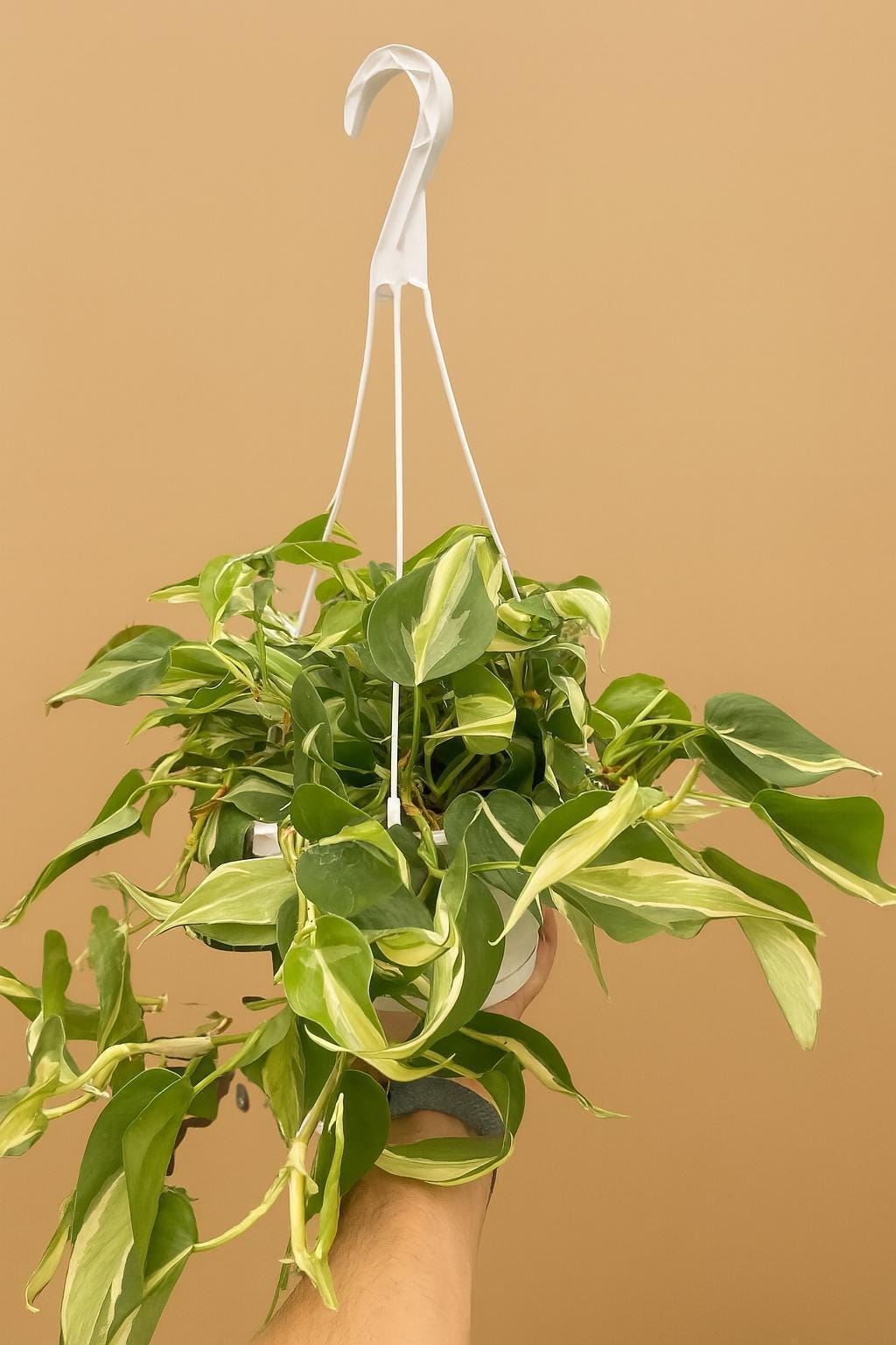 Philodendron 'Silver Stripe' Indoor Plants 4" Pot Austin Jungle Co.