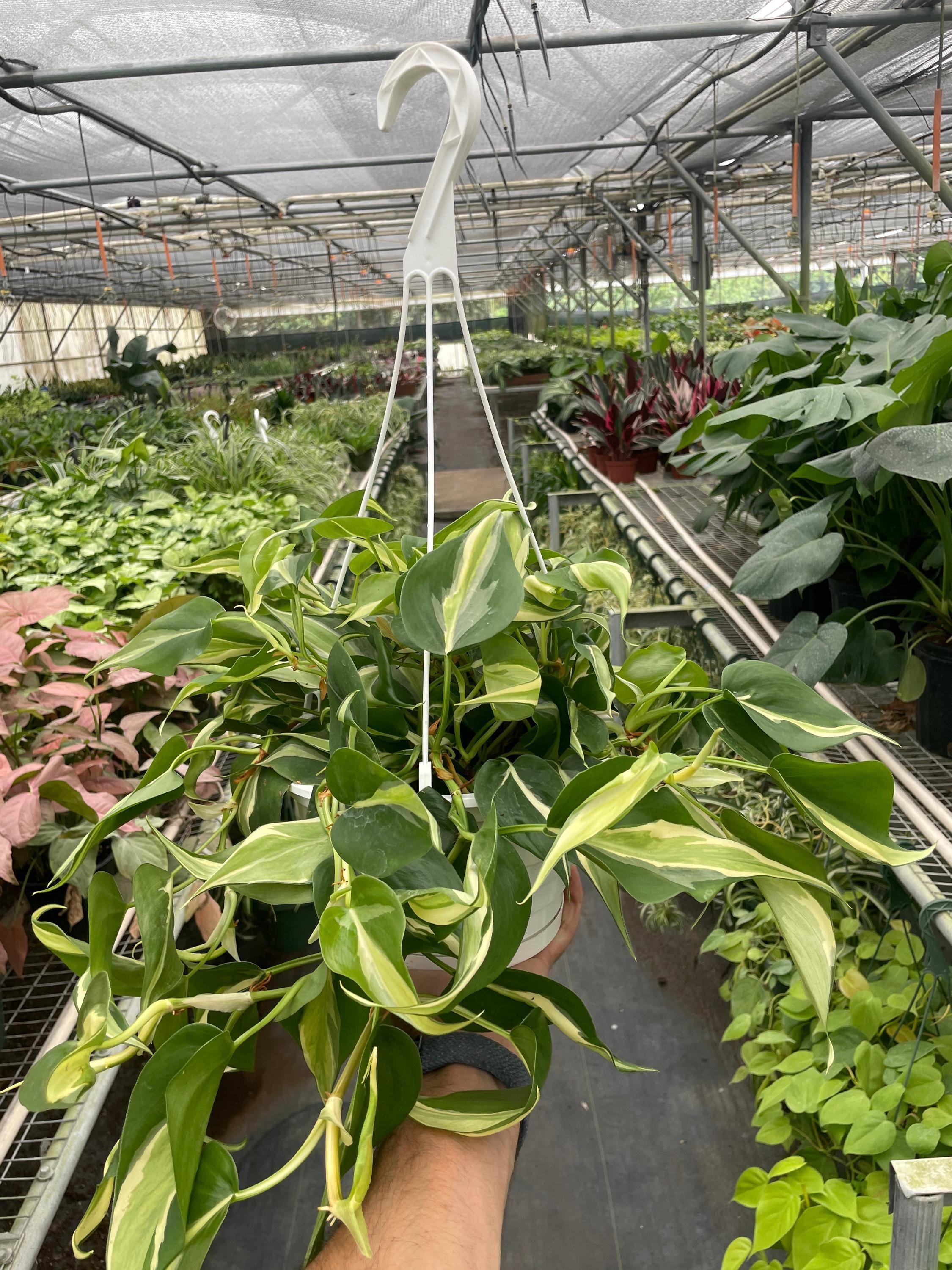 Philodendron 'Silver Stripe' Indoor Plants 4" Pot Austin Jungle Co.