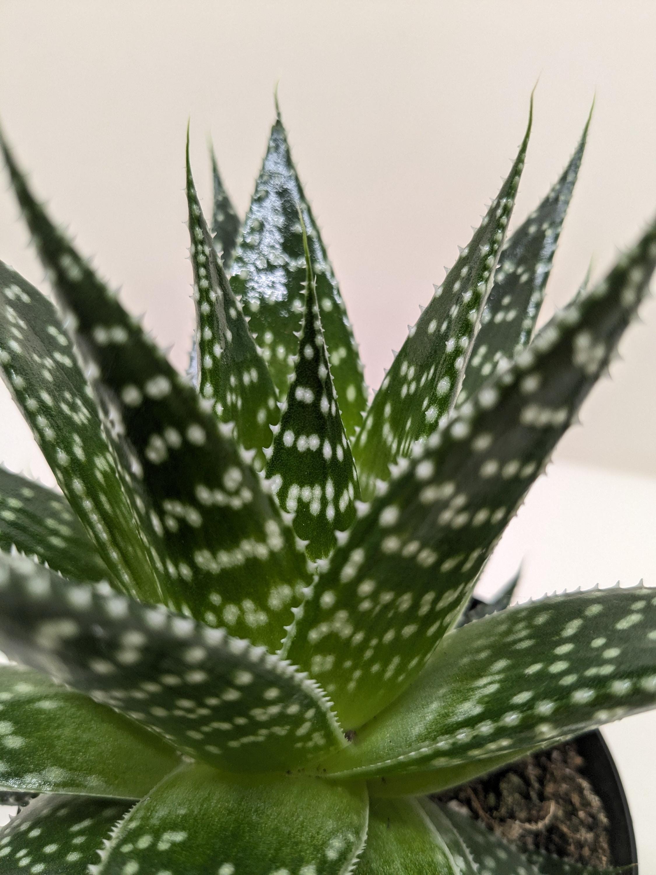 Succulent Gasteria Durban 3" Pot Austin Jungle Co.