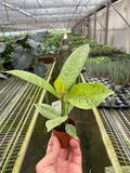 Ficus 'shivereana' (Moonshine) 2" Pot Austin Jungle Co.