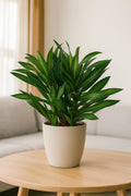 Dracaena 'Song of Jamaica' 6" Plant (1) ($10) 4" Pot Austin Jungle Co.