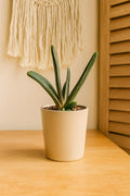 Succulent Gasteria Little Warty 4" Pot Austin Jungle Co.