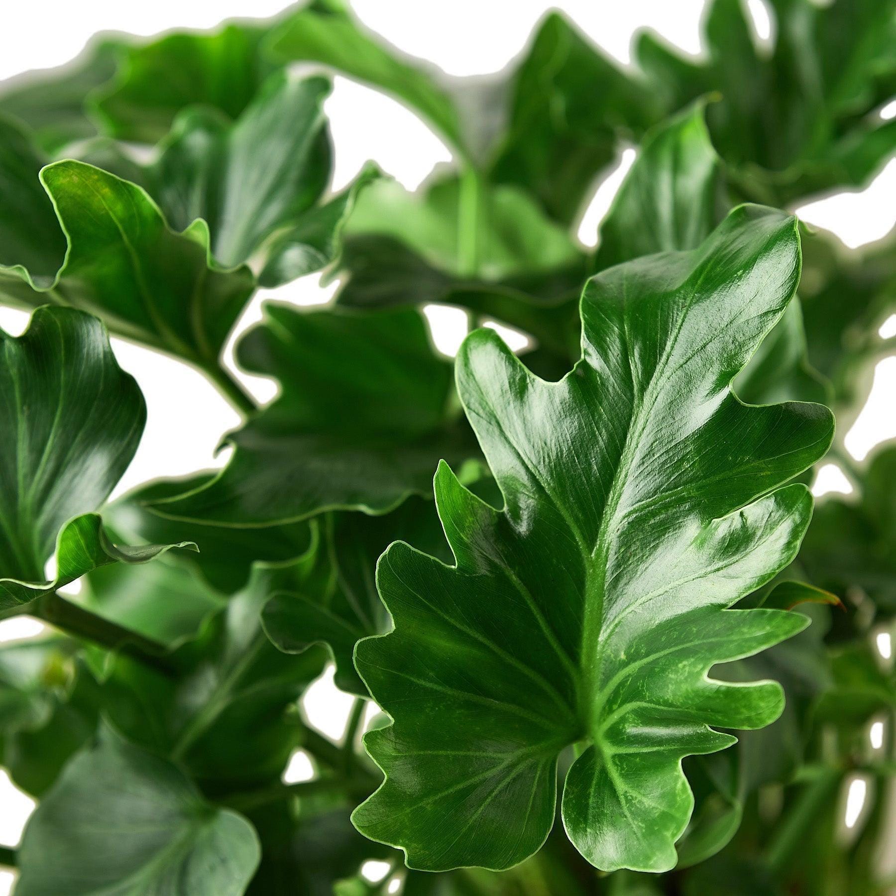 Philodendron 'Little Hope' Default 4" Pot Austin Jungle Co.