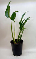 Monstera Burle Marx Flame Indoor Plants 6" Pot Austin Jungle Co.