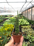 Snake Plant Cylindrica 4" Plant 3" Pot Austin Jungle Co.
