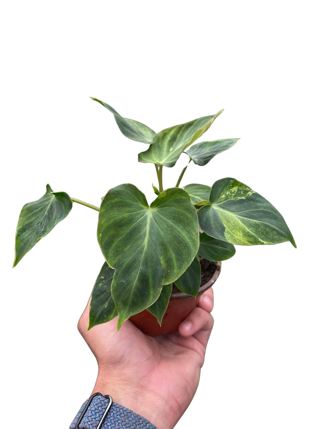 Philodendron 'Verrucosum' Indoor Plants 4" Pot Austin Jungle Co.