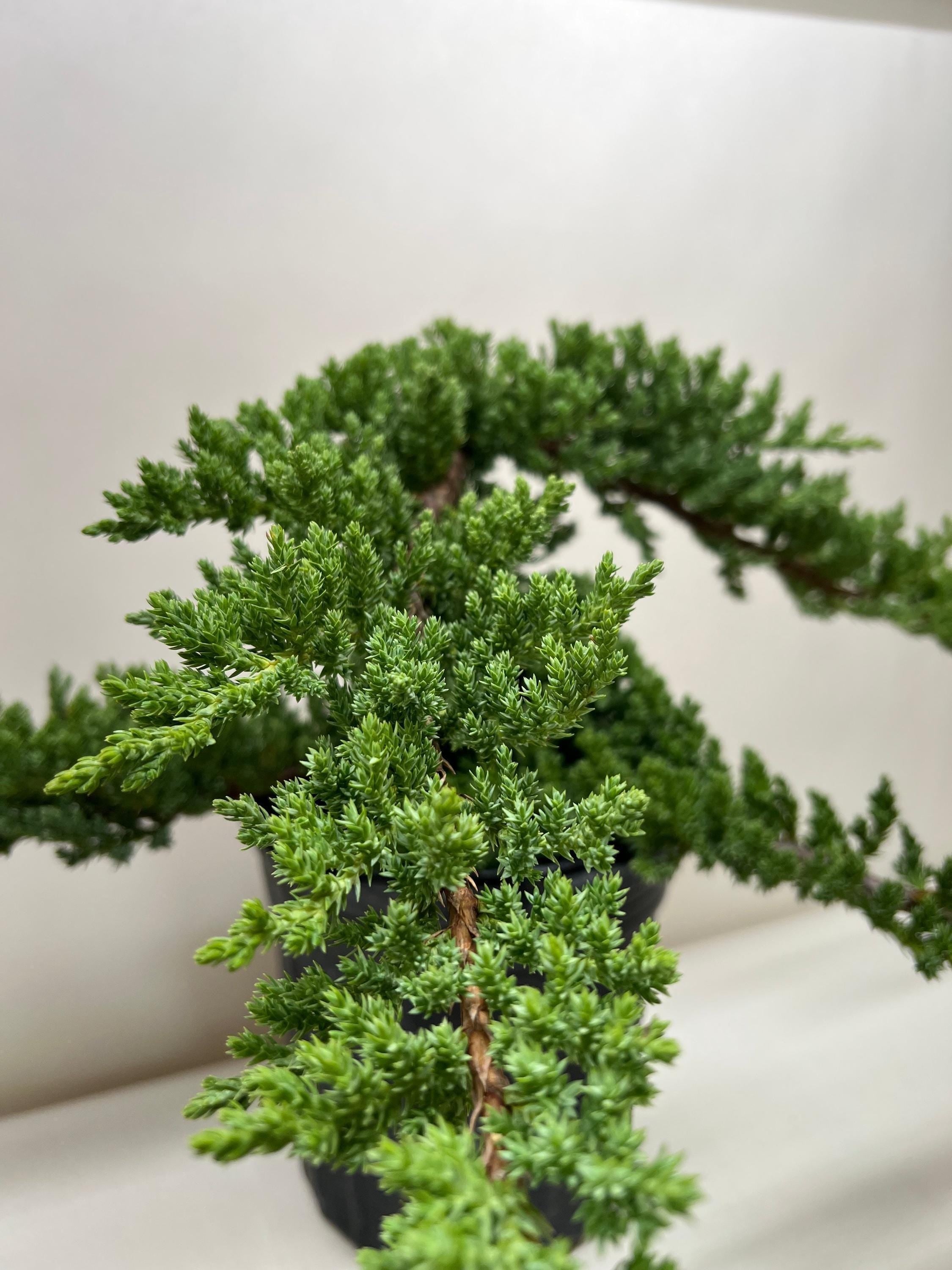 Bonsai Juniper 4" Pot Austin Jungle Co.