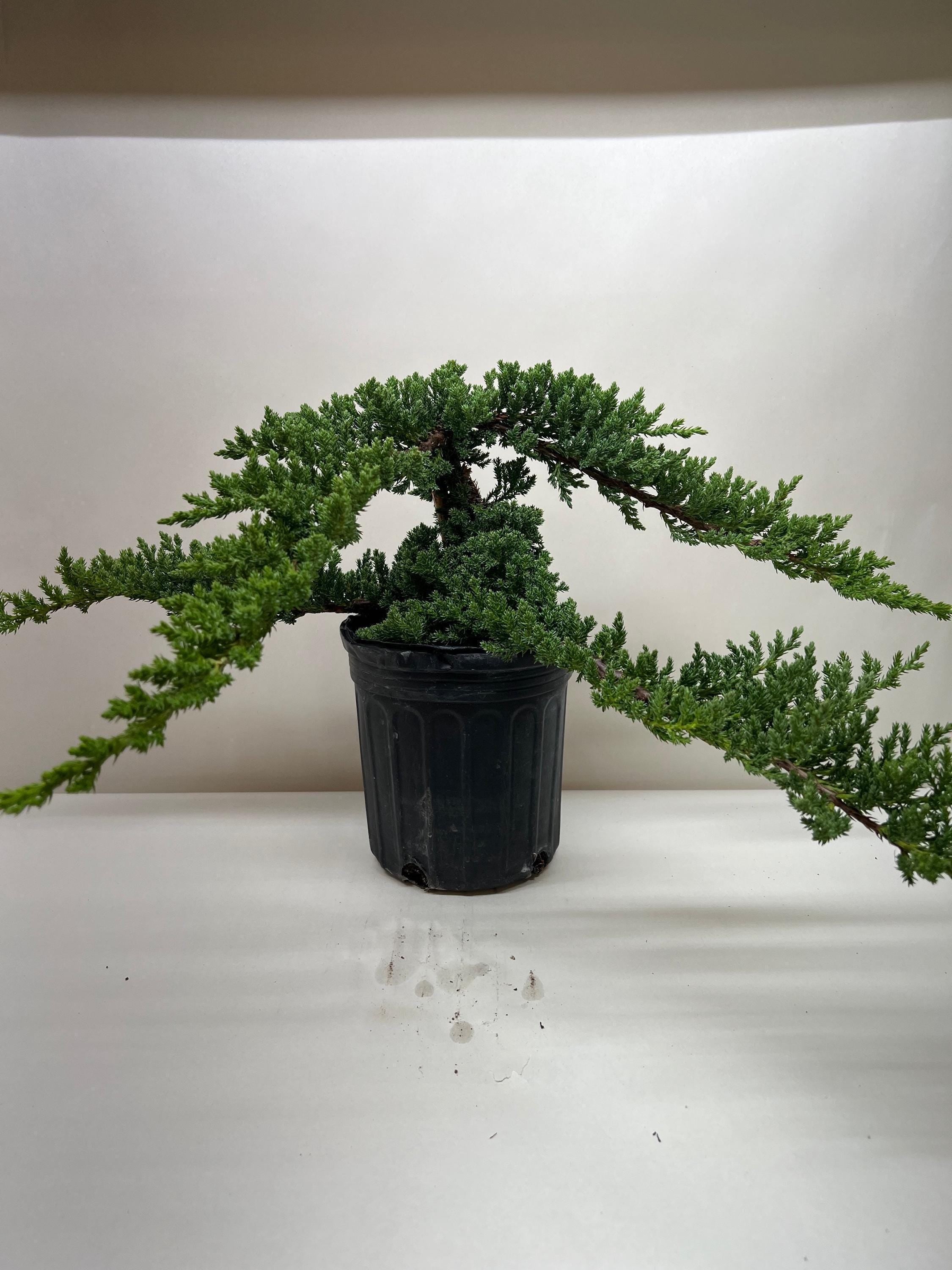 Bonsai Juniper 4" Pot Austin Jungle Co.