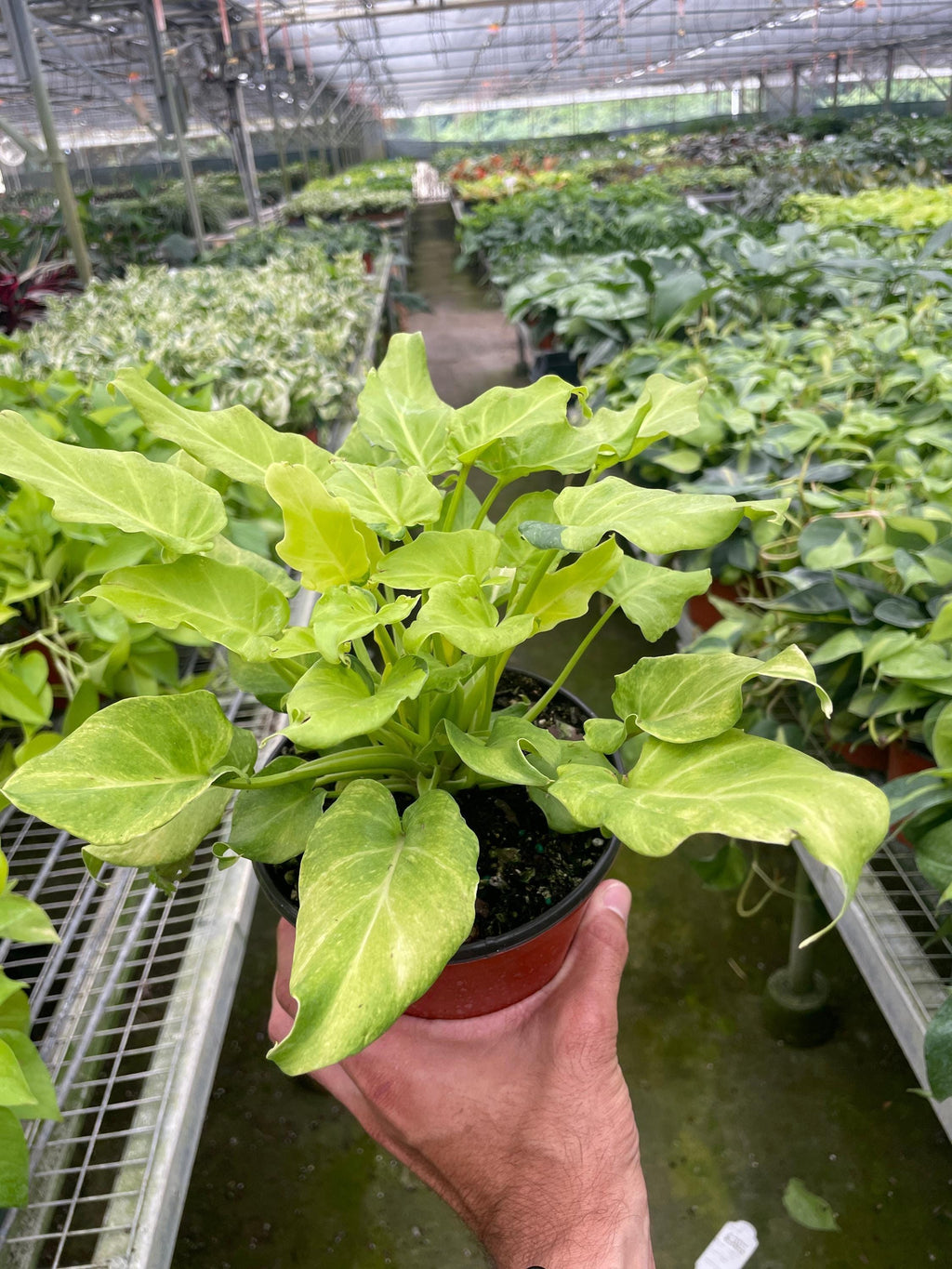 Philodendron 'Xanadu' Variegated Indoor Plants 6" Pot Austin Jungle Co.