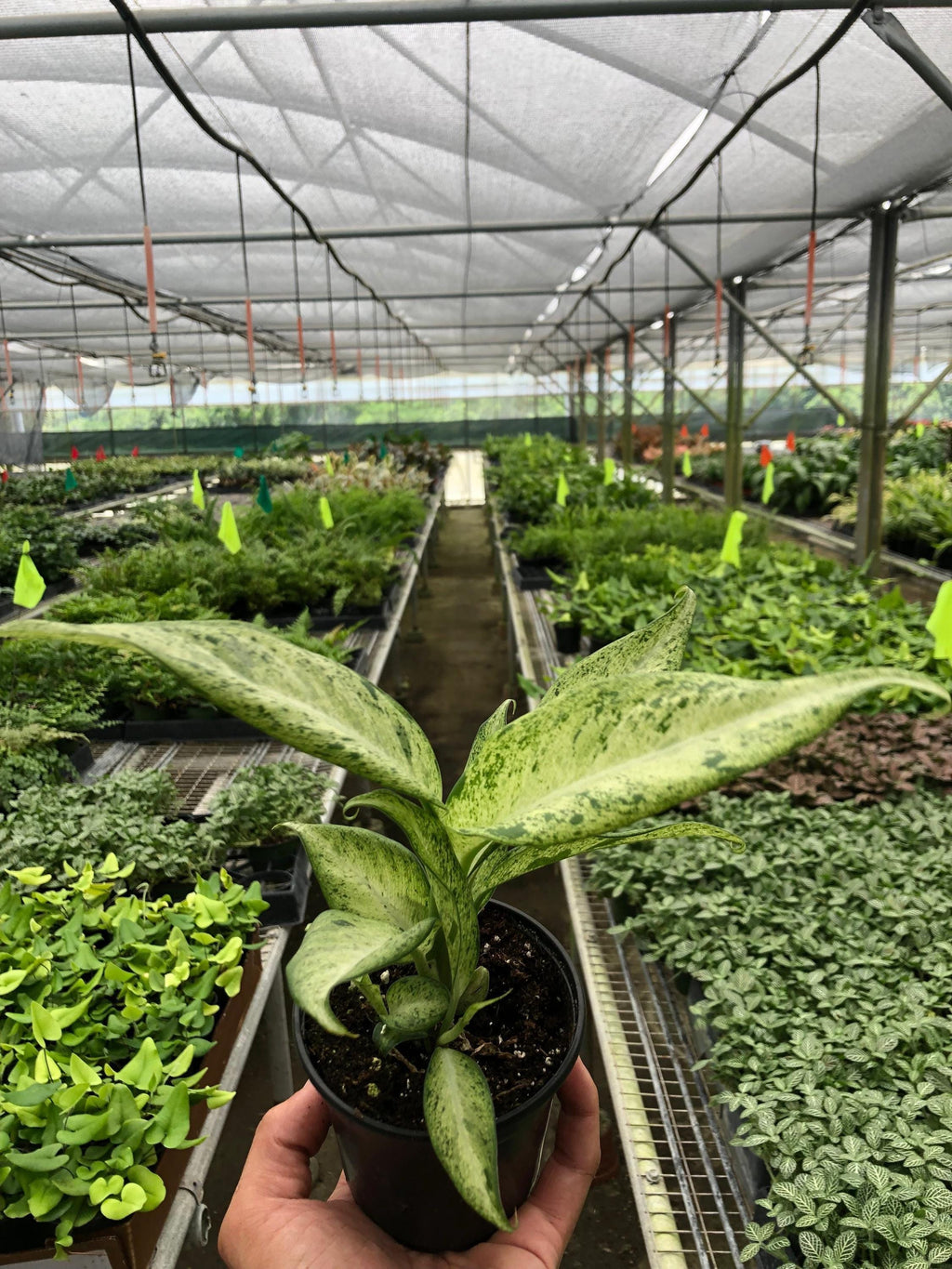 Dieffenbachia 'Camouflage' Indoor Plants 4" Pot Austin Jungle Co.
