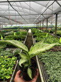 Dieffenbachia 'Camouflage' Indoor Plants 4" Pot Austin Jungle Co.
